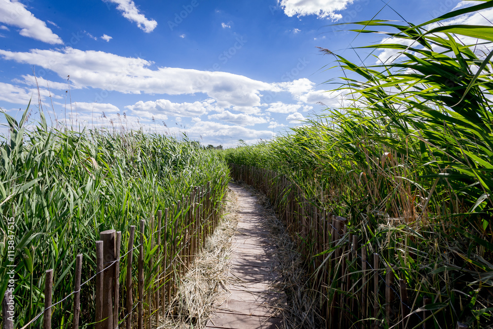 chemin en bois au milieu des roseaux chemin en bois au milieu des roseaux