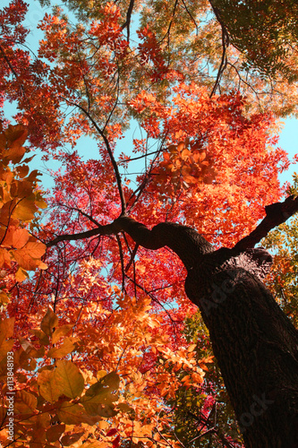 fall tree