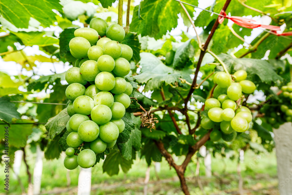 grapes with green leaves on the vine
