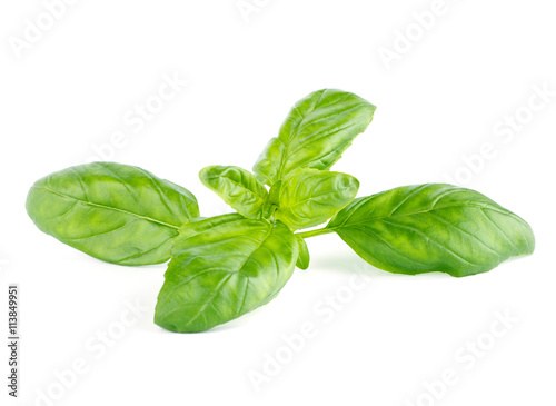 Fresh green leaf basil Isolated on white background 