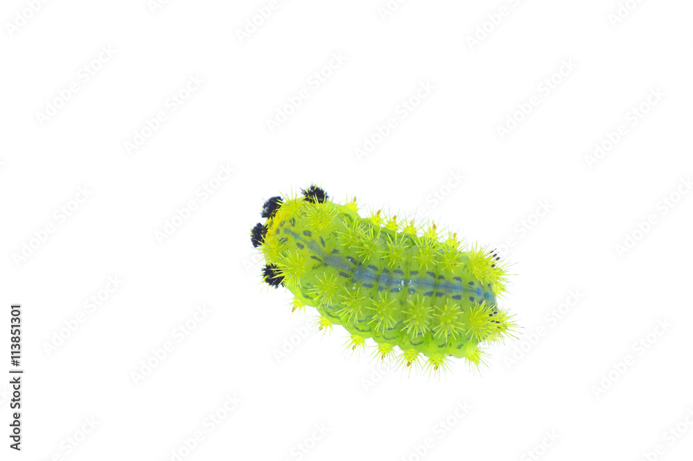 Fototapeta premium Moth larvae in the white background