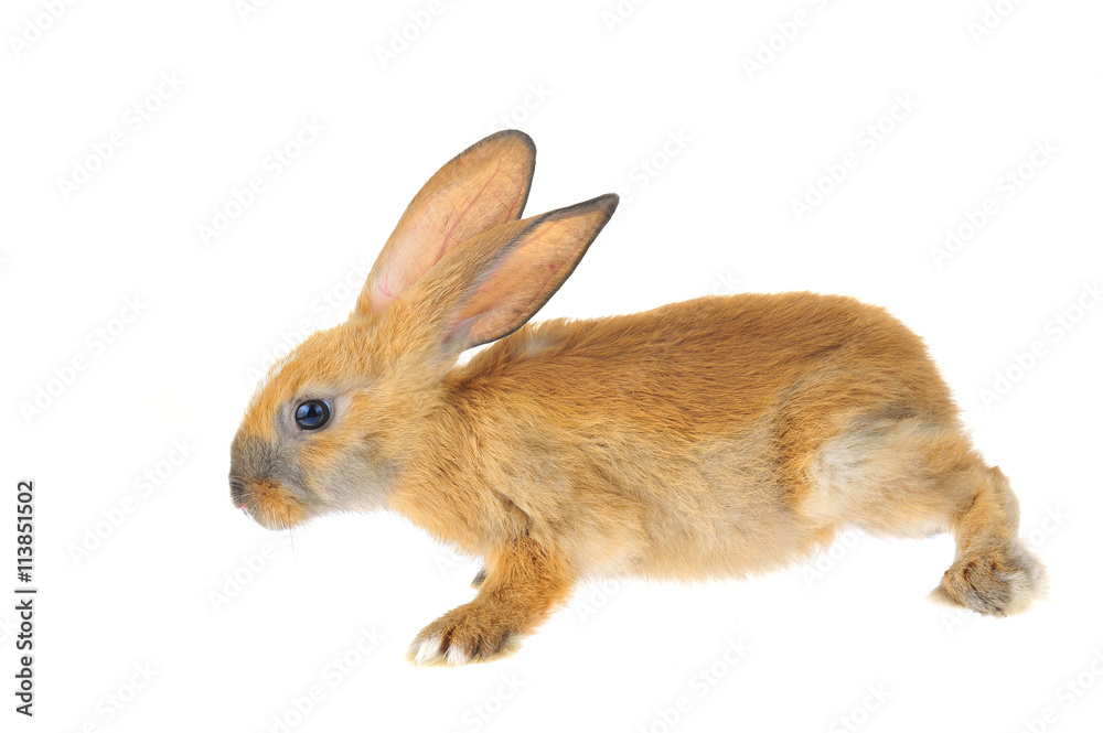 The rabbit in a white background