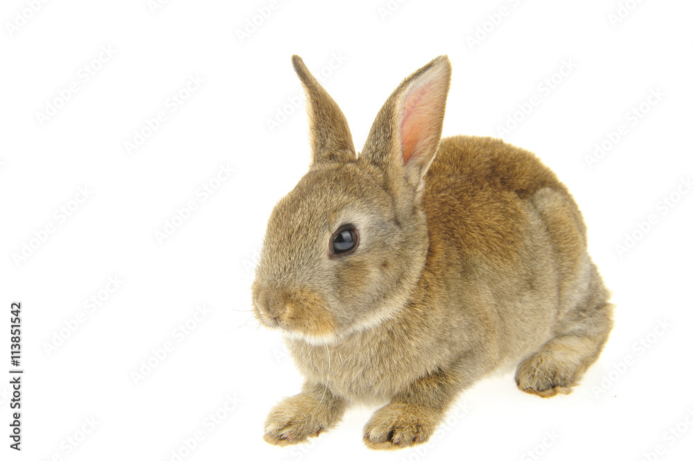 Fototapeta premium grey rabbit on a white background