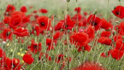 field of blooming and dancing in the wind poppies, Poppy field ProRes 4.2.2. 10bit 