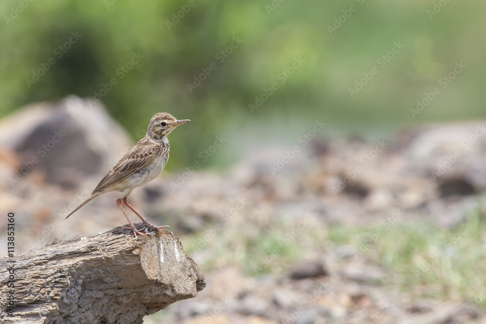 Fototapeta premium Small and cute Paddyfield pipit on high perch
