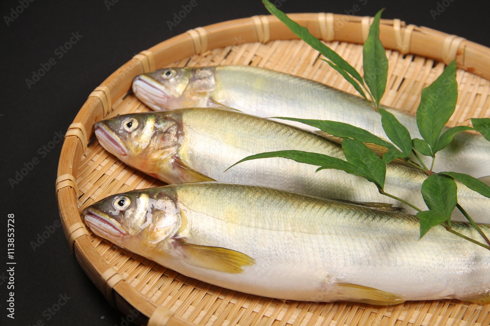 鮎 鮎