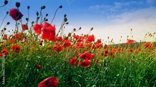 field of blooming and dancing in the wind poppies, Poppy field ProRes 4.2.2. 10bit 