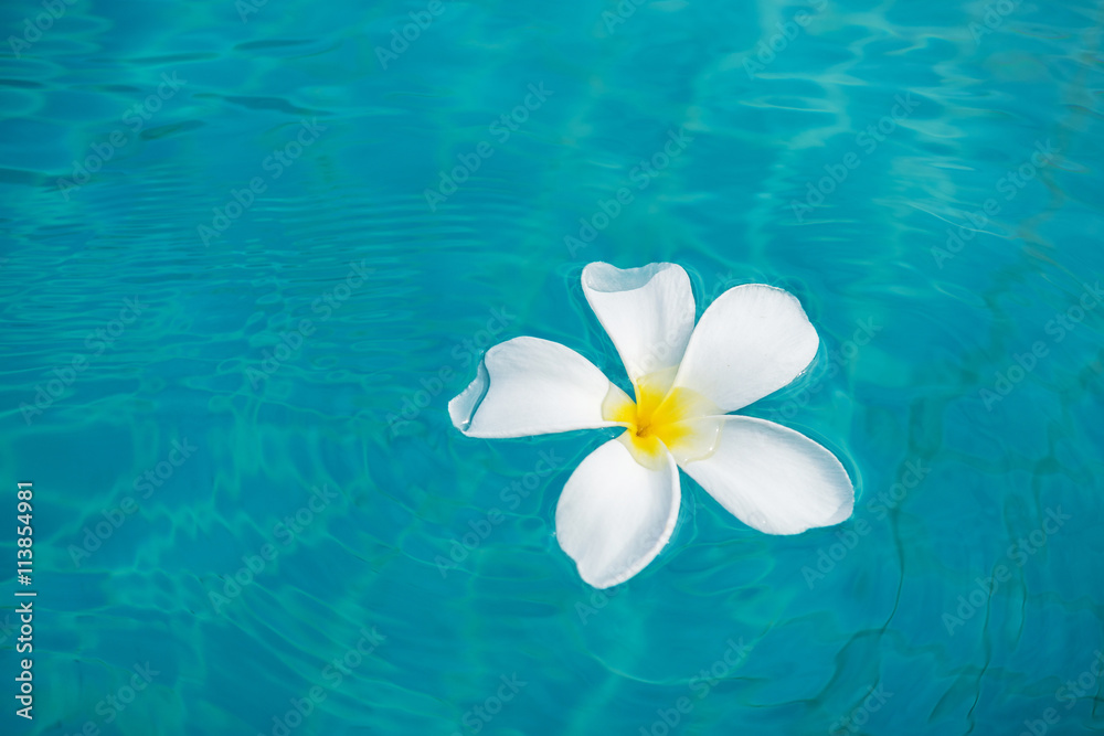White Plumeria flower floating on blue water White Plumeria flower floating on blue water
