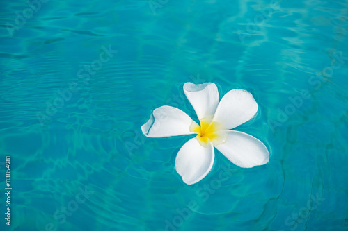 White Plumeria flower floating on blue water © natchas
