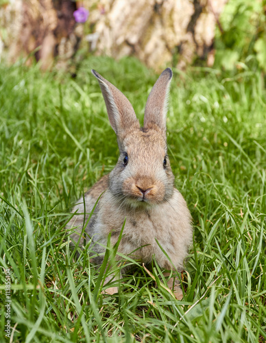 Cute little bunny sitting on green grass