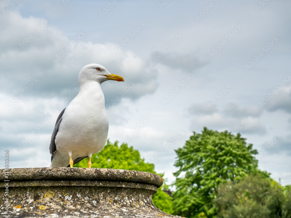 Seagull outdoor with cloudy sky Seagull outdoor with cloudy sky