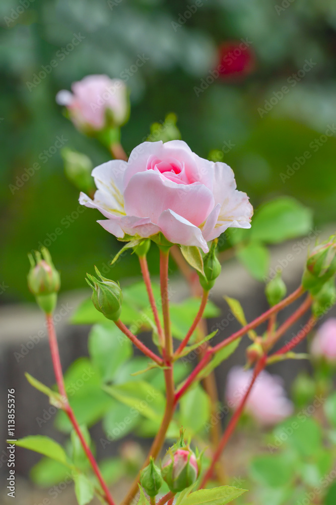 Obraz premium Pink Rose