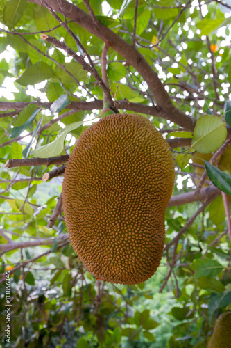 jackfruit on tree