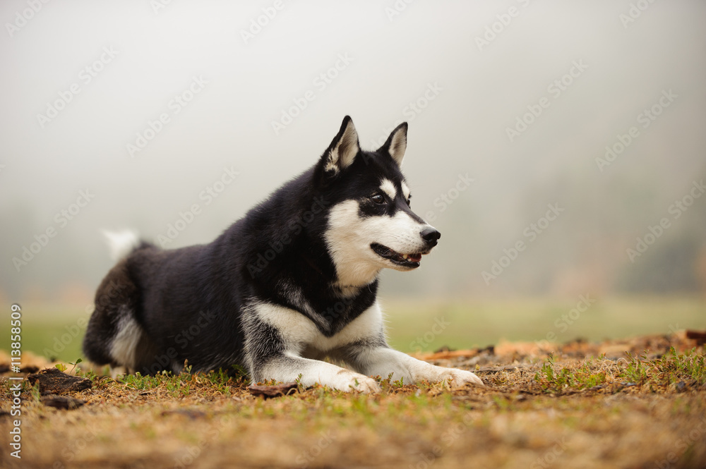 Siberian Husky lying down in field with fog