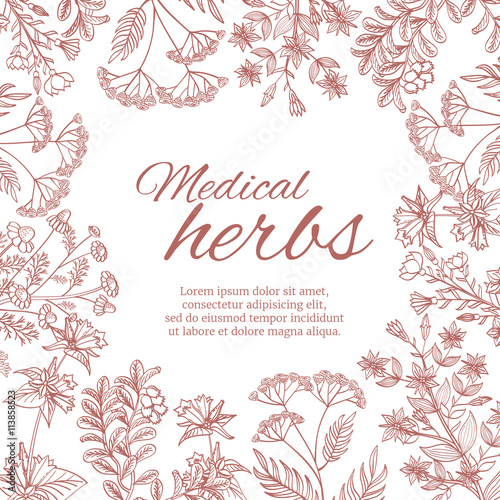 Vintage decorative background with medicinal organic healing plants. Medical herb banner template with herbal botanical flower. Vector illustration