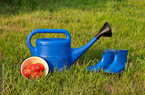 Watering can and rubber boots. Red tomatoes. Garden tools on a green lawn.