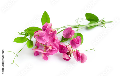 Sweet pea flower