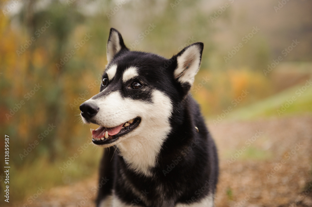 Siberian Husky portrait against natural background