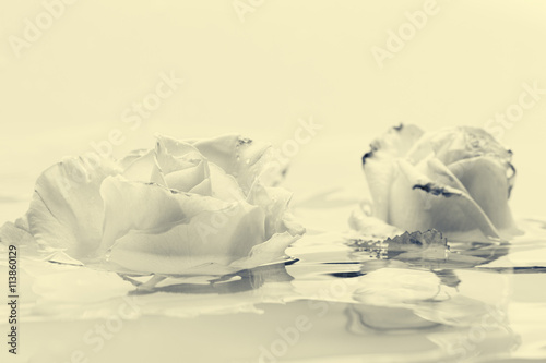 Black and white rose flower...