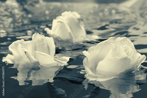 Black and white rose flower with water