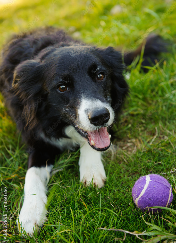 Border Collie lying down in grass with ball