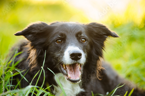 Border Collie lying down in grass