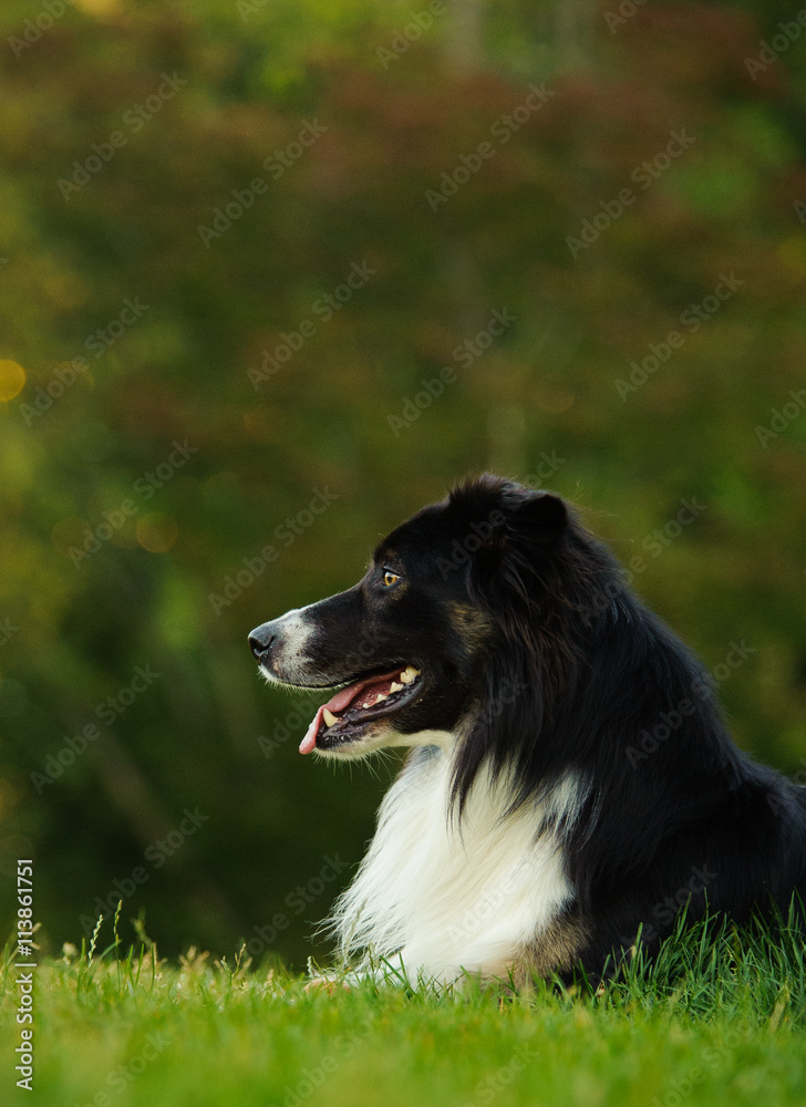 Border Collie lying down in grass park with trees