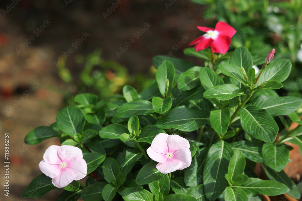 Catharanthus roseus flower