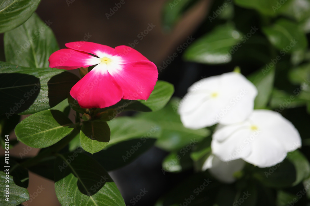 Catharanthus roseus flower Catharanthus roseus flower