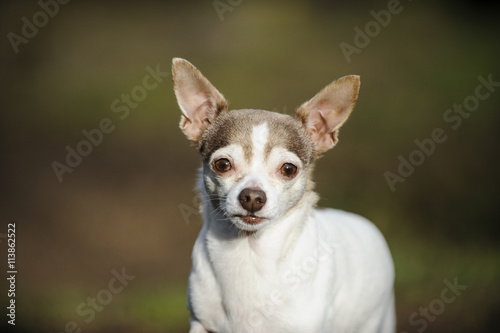 Chihuahua portrait against out of focus background © everydoghasastory
