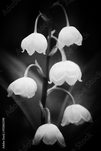 Fototapeta Naklejka Na Ścianę i Meble -  the beauty of spring flowers lily of the valley