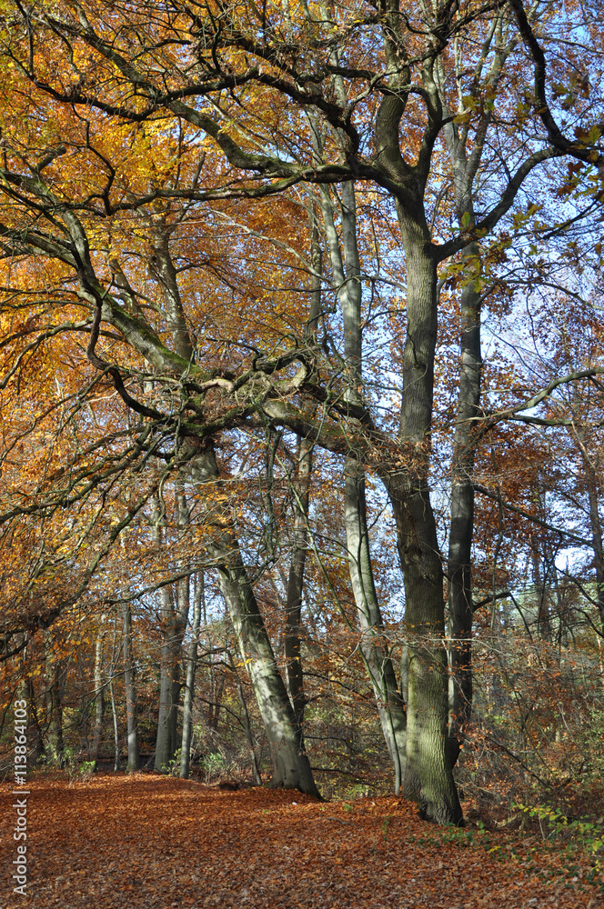 Waldweg im Herbst