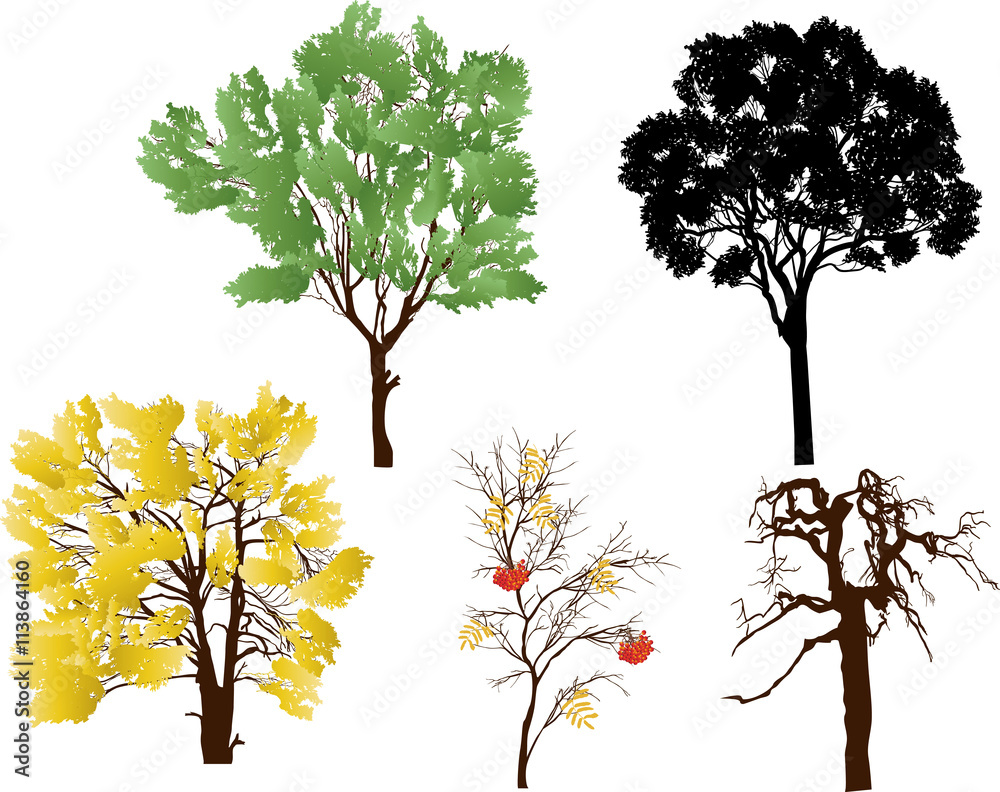 five trees collection isolated on white five trees collection isolated on white