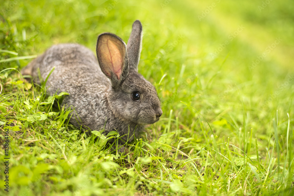 Grey rabbit in grass closeup Grey rabbit in grass closeup