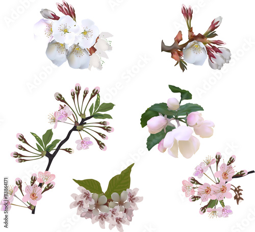 white nad pink spring tree blossoms collection