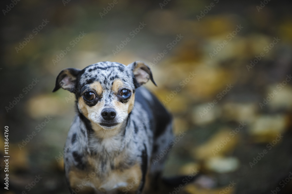 Portrait of Chihuahua against fall leaves Portrait of Chihuahua against fall leaves