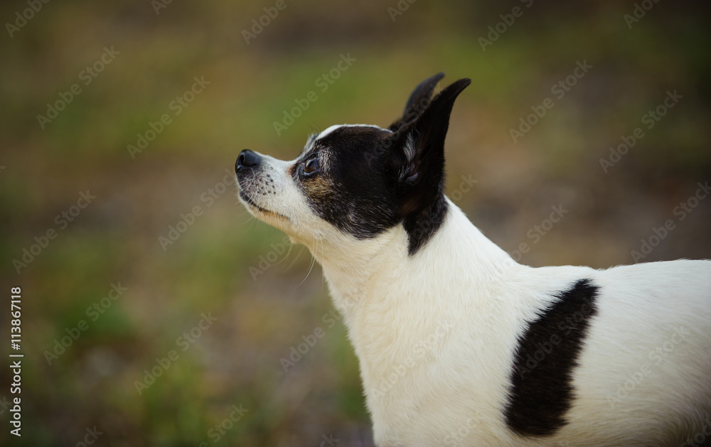 Black and white Chihuahua portrait against green grass