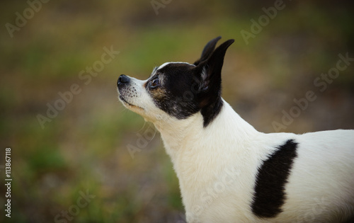 Black and white Chihuahua portrait against green grass