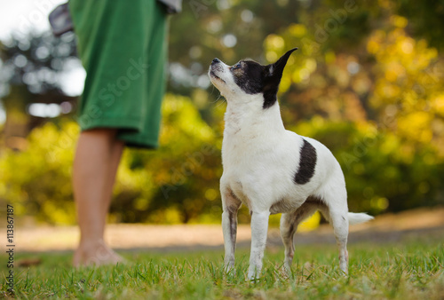 Chihuahua dog on lawn with boys legs in the background