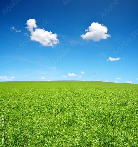 Pea field in sunny day.
