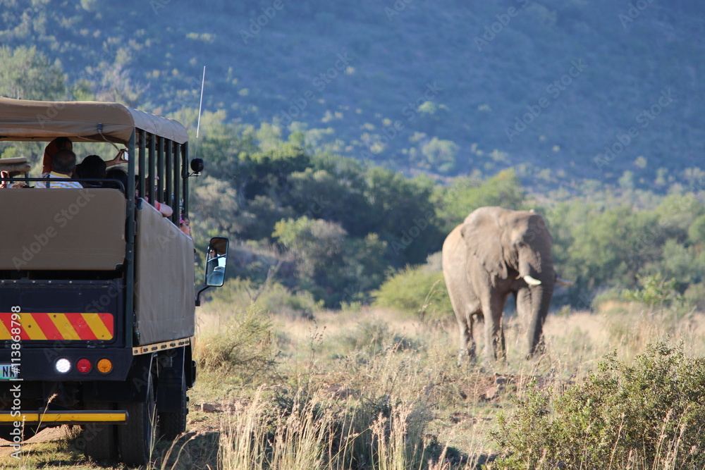 Fototapeta Elephant encounter on a game Drive in Pilanesburg Game Reserve