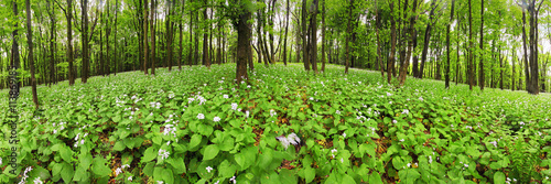 Fototapeta Naklejka Na Ścianę i Meble -  Flowers on green forest - 360 panorama