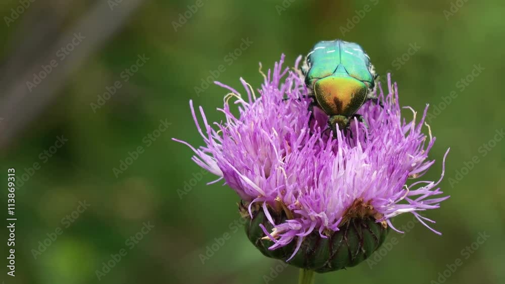 Green bug collects nectar on a pink flower. 4K stock footage clip.
