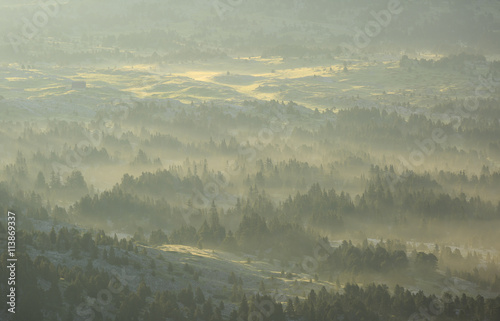 Fog in a forest during a tranquil, summer sunrise. © sanderstock