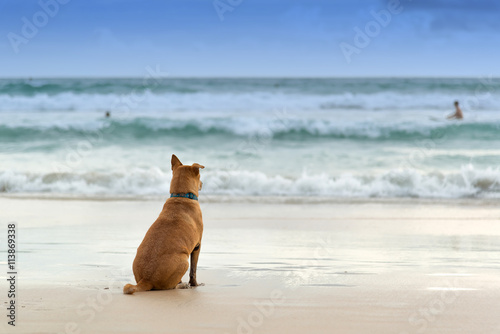 Alone dog sitting on the beach