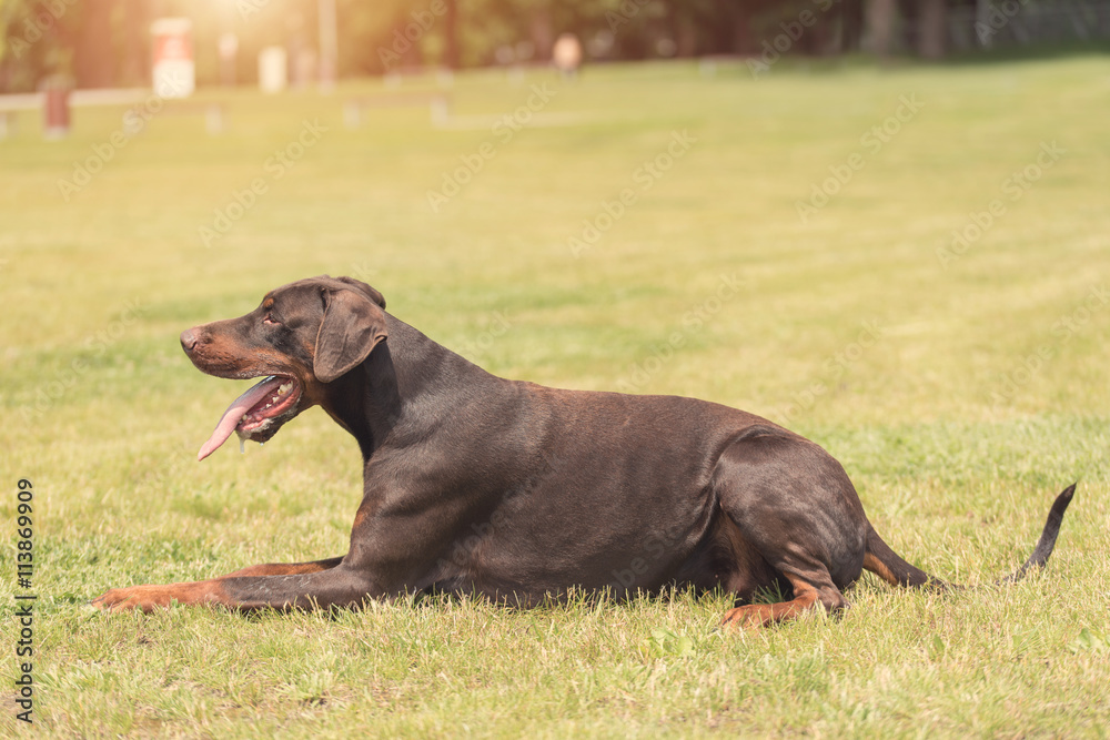 Doberman pinscher lie in the field