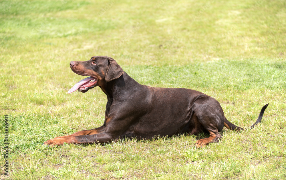 Doberman pinscher relaxing in the field Doberman pinscher relaxing in the field