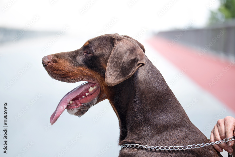 Closeup portrait of Doberman Closeup portrait of Doberman