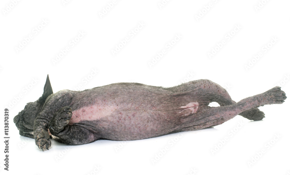 Obraz premium dog with Demodicosis