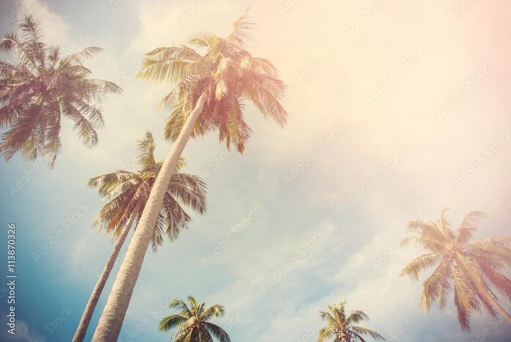 Group Tropical Palm Trees Toned Landscape Holiday